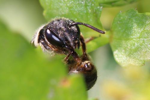 Réf. 271 032 : Nomiapis diversipes